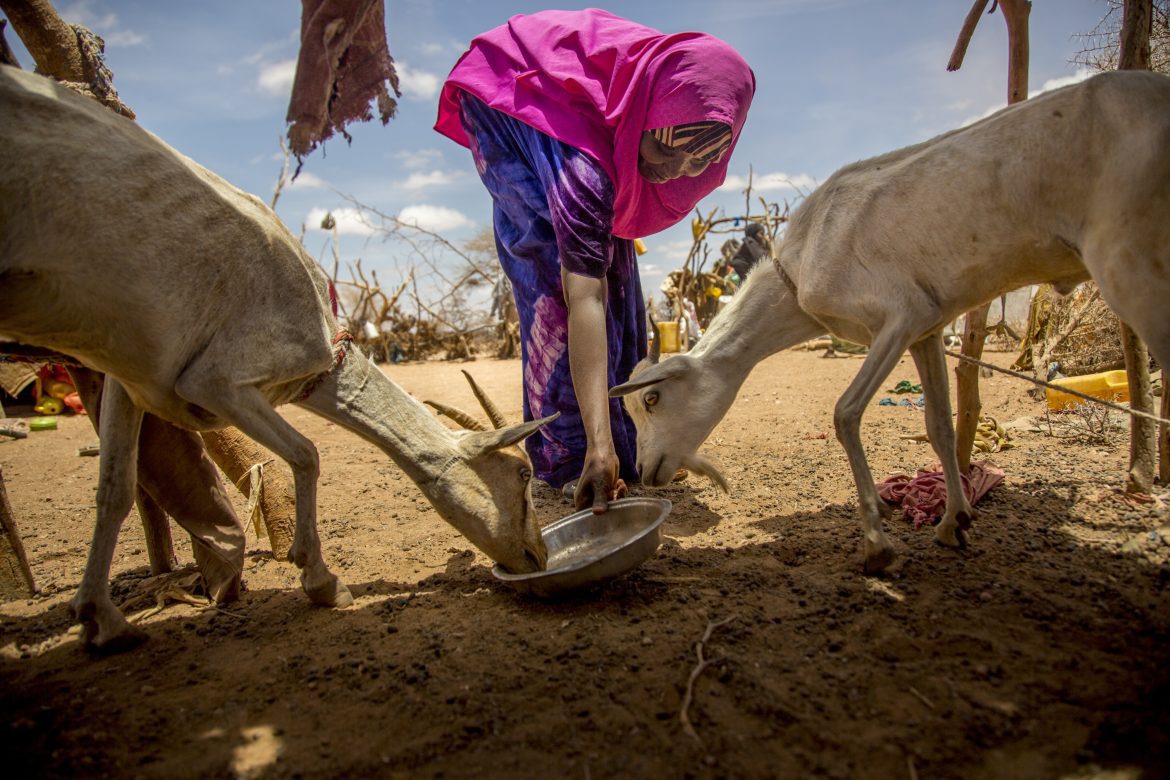 Frau füttert Ziegen, Somalia