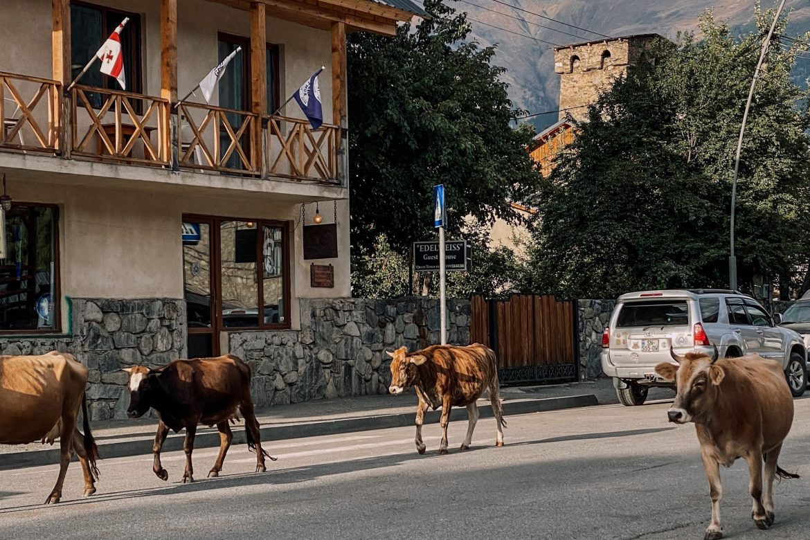 Kühe spazieren auf Straße in Mestia, Georgien