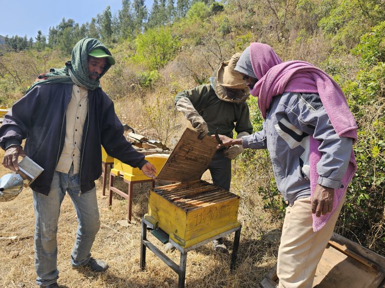 Wie Gebregergis, 51, mit der Hilfe von Bienen um seine Existenz kämpft